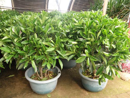 洛阳花卉-非洲茉莉