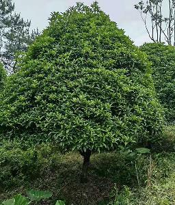 八月桂