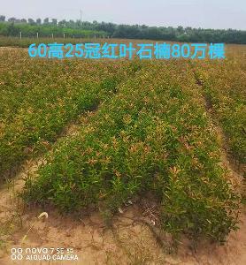 红叶石楠苗种植