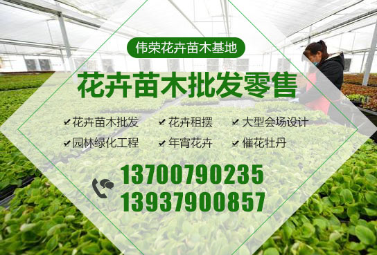 解读园林施工全程及绿化施工标准
